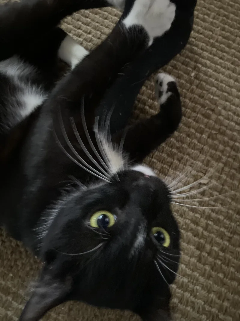 An adult medium-sized male Black & White / Tuxedo American Shorthair cat named "chuckie"ノ for adoption in Costa Mesa, CA