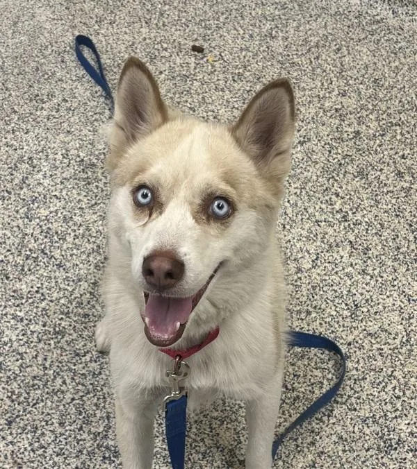 Maya