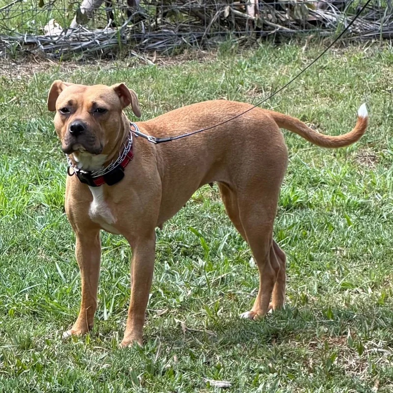 An adult medium-sized female Yellow / Tan / Blond / Fawn Pit Bull Terrier dog named Skye for adoption in North Port, FL