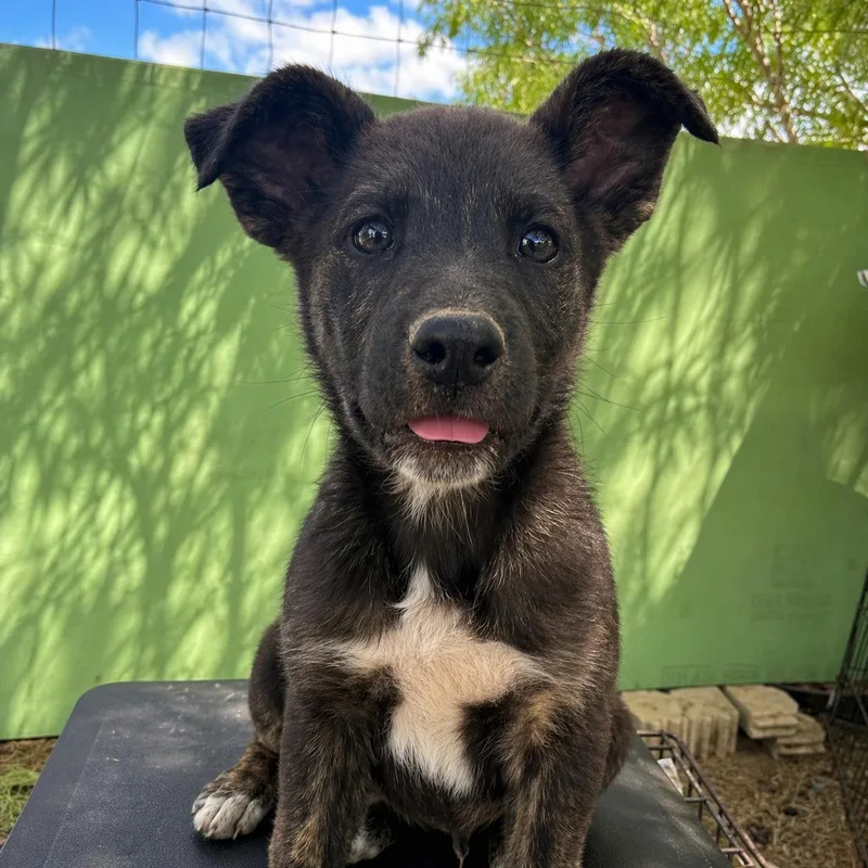 A baby large-sized male Tricolor (Brown, Black, & White) German Shepherd Dog dog named Oreo for adoption in Brookeville, MD