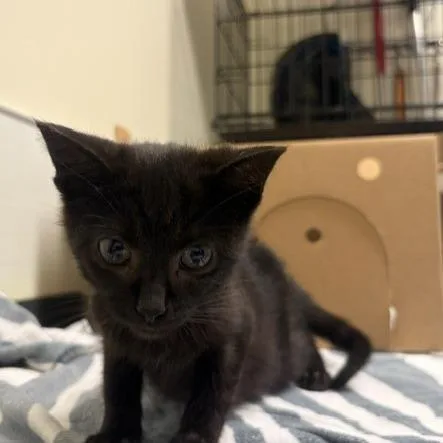 A baby small-sized male Black Domestic Short Hair cat named Suds for adoption in Novelty, OH