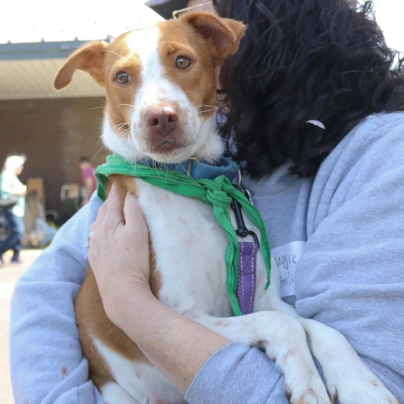 A young small-sized female Labrador Retriever dog named Emilia for adoption in Washington, DC