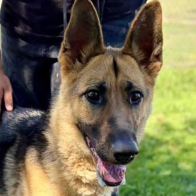 An adult medium-sized female Yellow / Tan / Blond / Fawn German Shepherd Dog dog named Teegan for adoption in Vallejo, CA