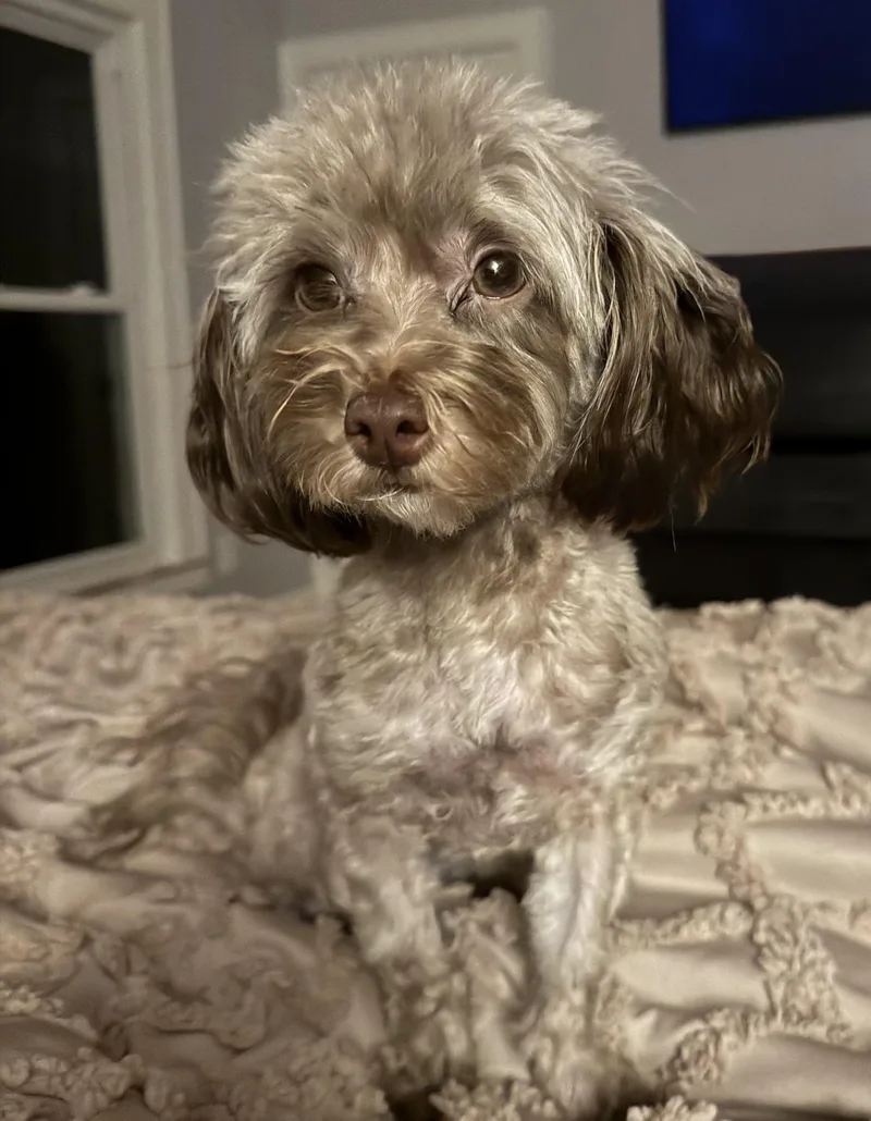 Gwen