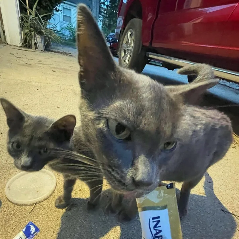 An adult small-sized female Gray / Blue / Silver Domestic Short Hair cat named Found rd St SW for adoption in Rochester, MN