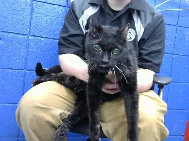 A senior medium-sized male Domestic Short Hair cat named Alex for adoption in Albuquerque, NM