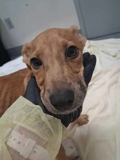 A baby medium-sized male Mountain Cur dog named Xbox for adoption in Sevierville, TN