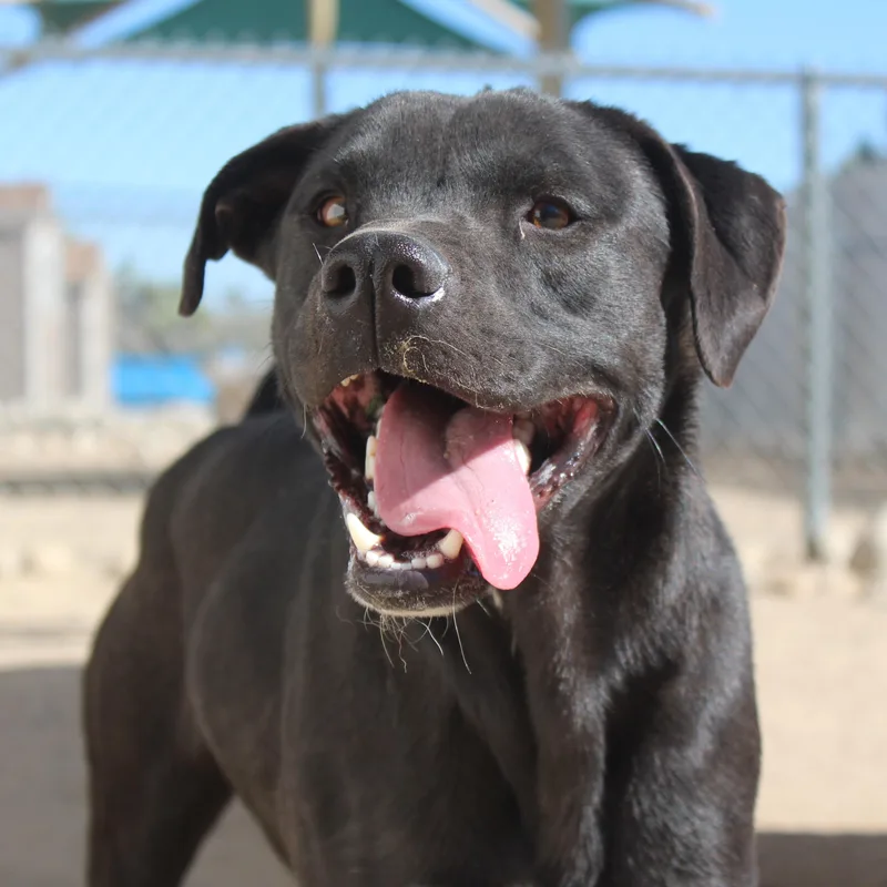 A young medium-sized male Black Labrador Retriever dog named Hawk for adoption in Yucca Valley, CA