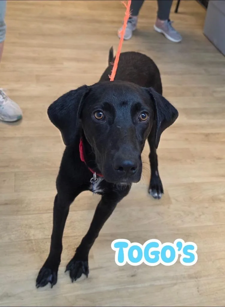 Togos