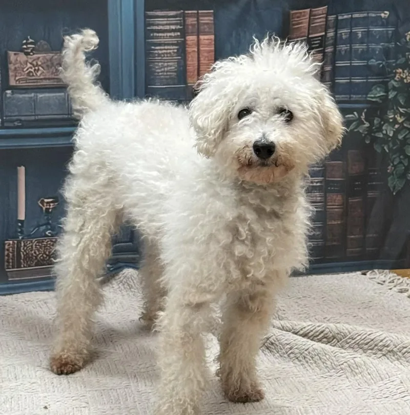 An adult small-sized male White / Cream Poodle dog named Mason for adoption in Albany, NY