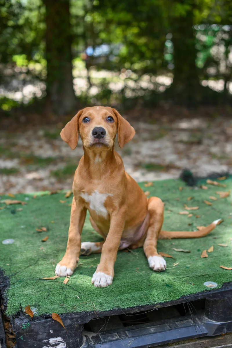 A baby medium-sized male Brown / Chocolate Mixed Breed dog named Drew for adoption in BONIFAY, FL