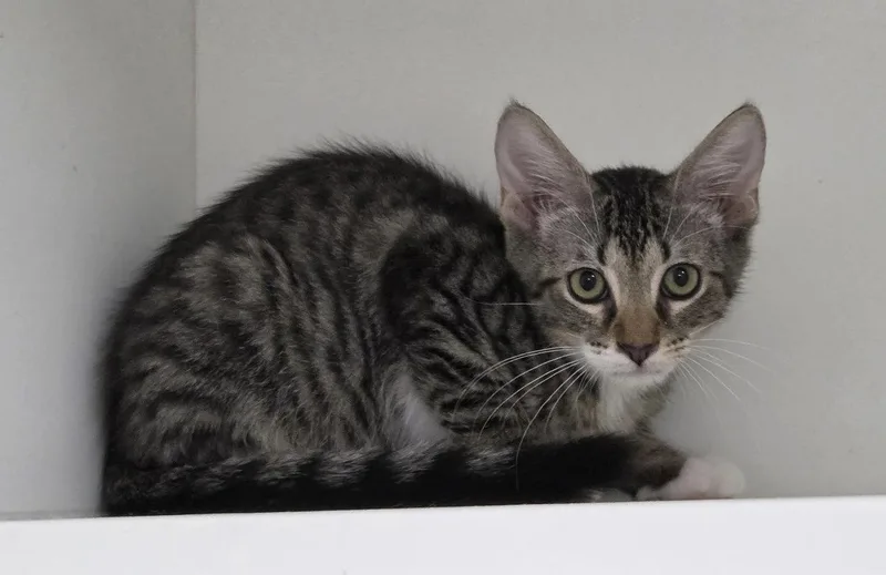 A young medium-sized male Domestic Short Hair cat named Dell for adoption in Satellite Beach, FL