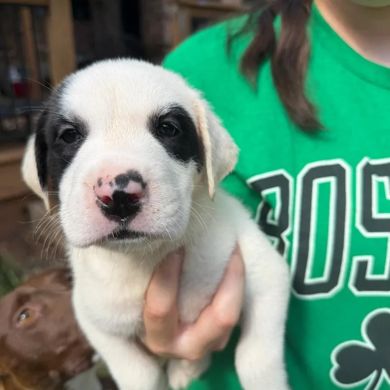 A baby small-sized male White / Cream Pit Bull Terrier dog named Crimson for adoption in Austin, TX