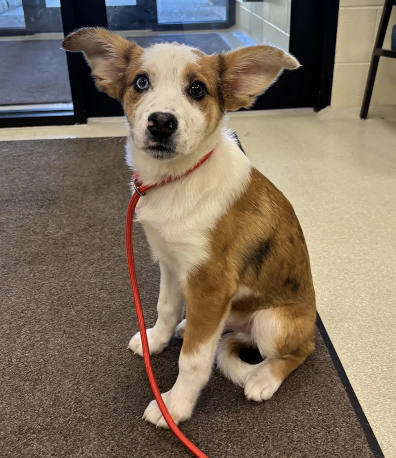 A baby medium-sized male White / Cream Cattle Dog dog named Yoda for adoption in Ashland, OH