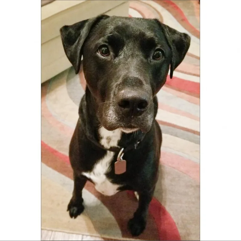 Jack Black thumbnail 2