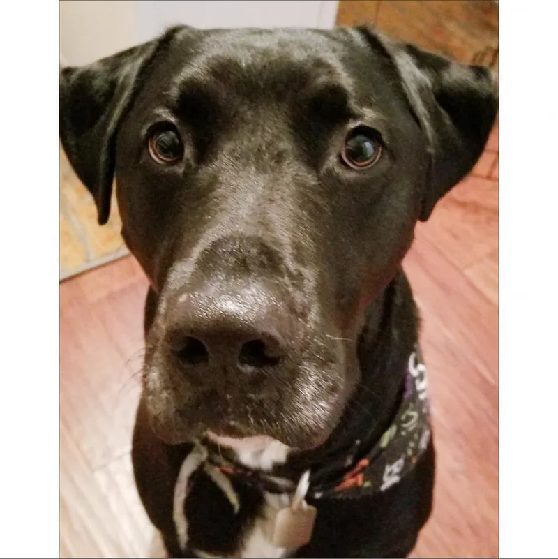 Jack Black thumbnail 3