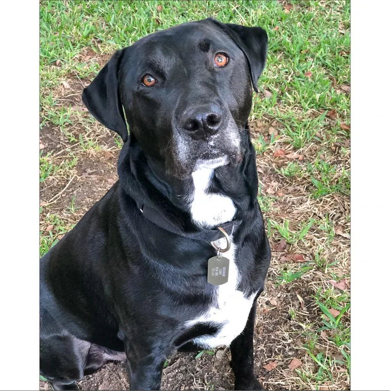 Jack Black thumbnail 4