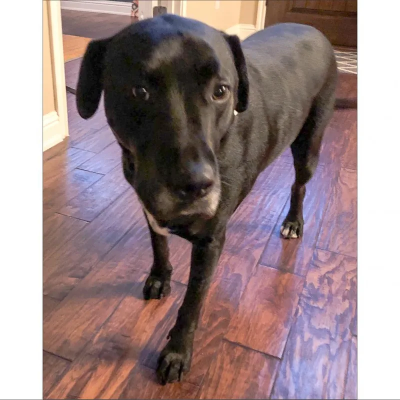 Jack Black thumbnail 5