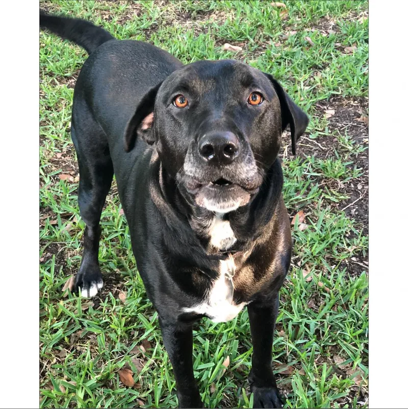 Jack Black thumbnail 6