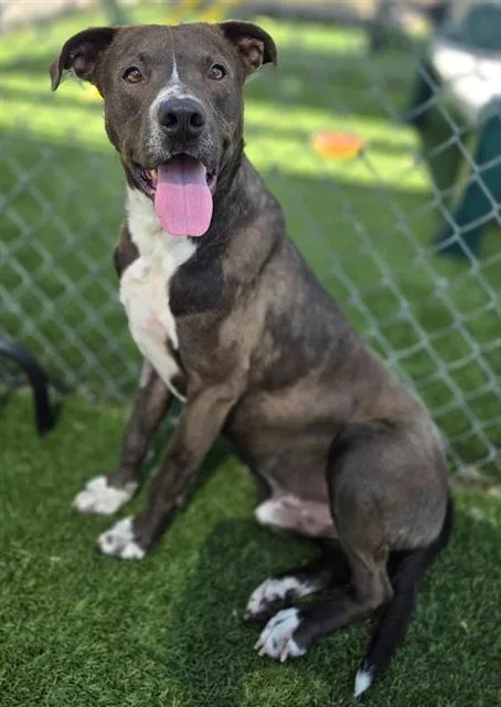 A young medium-sized male Mixed Breed dog named Wyatt for adoption in Columbia, SC