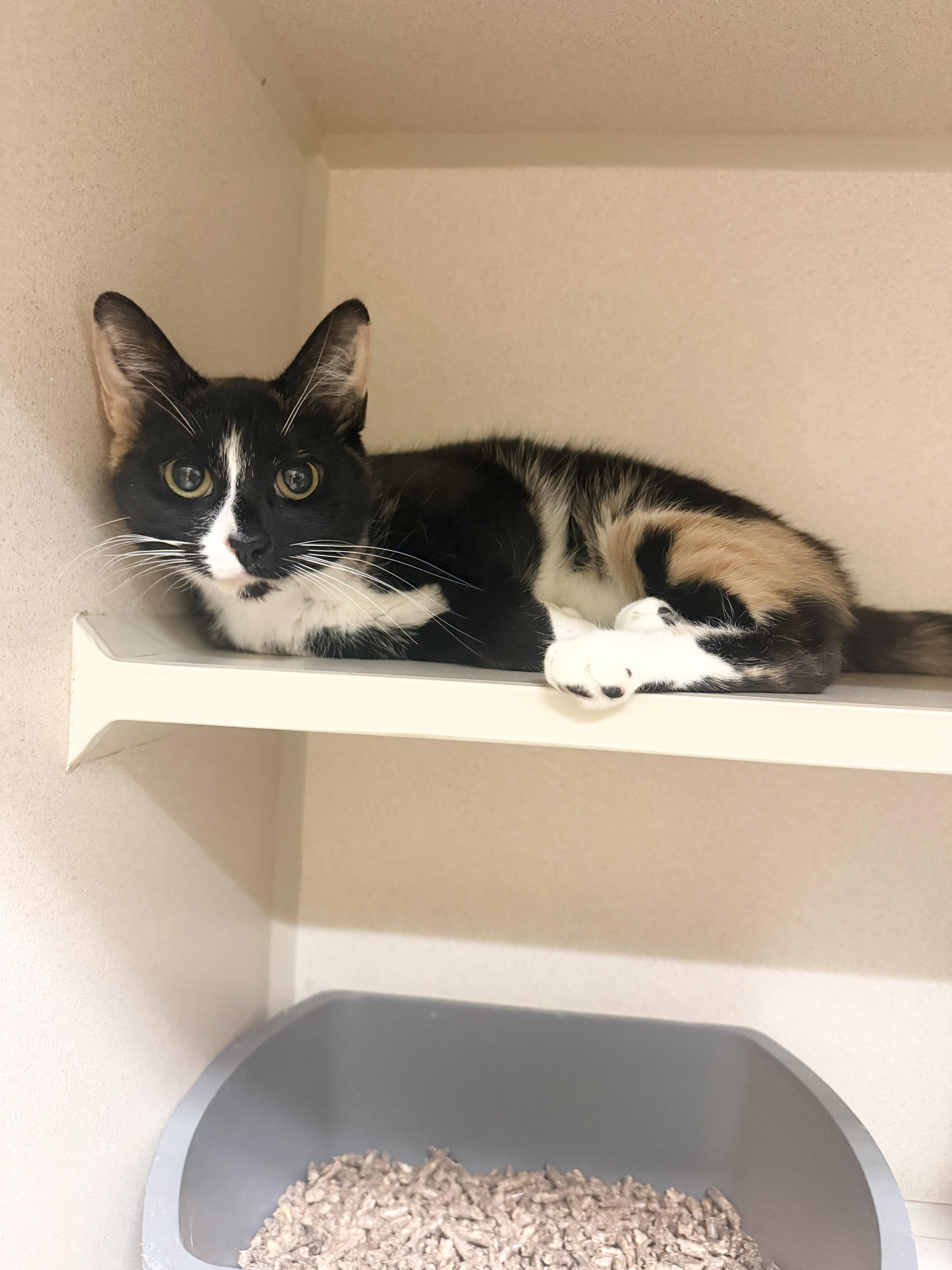 A young medium-sized female Calico Domestic Short Hair cat named Foxy for adoption in Hudson, NY