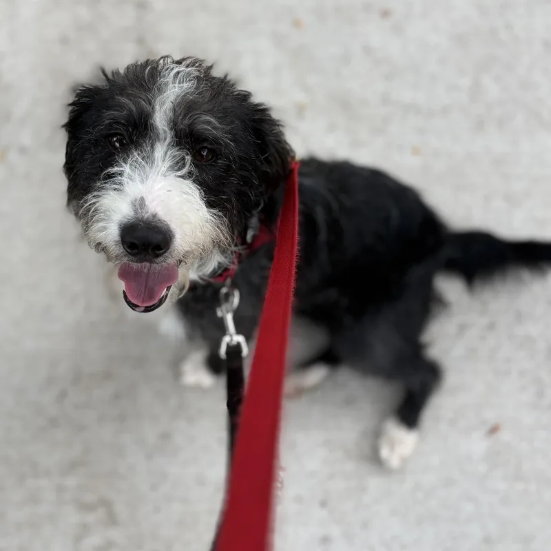 A baby medium-sized female Terrier dog named Papaya for adoption in Palatine, IL