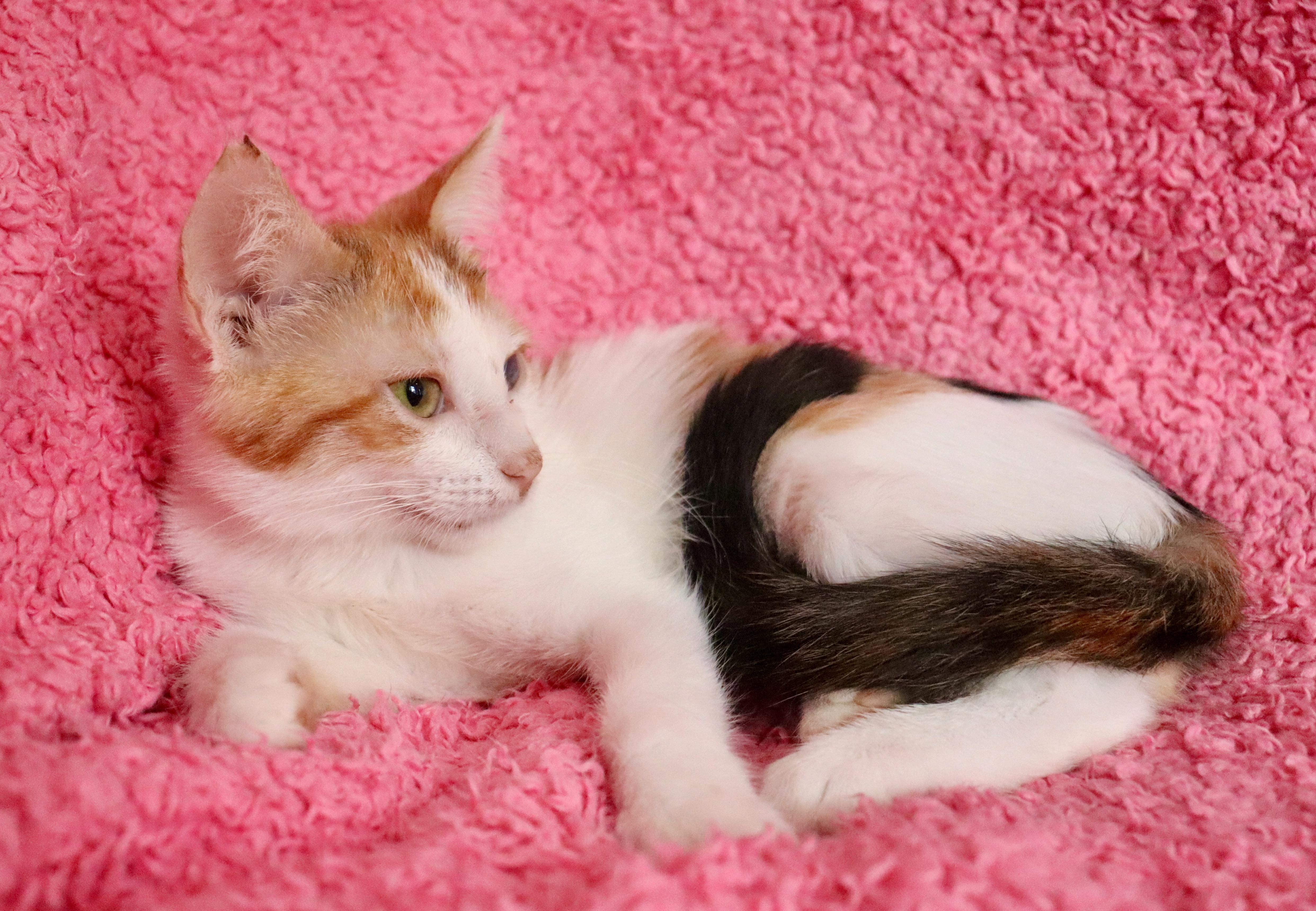 Guinevere thumbnail 3