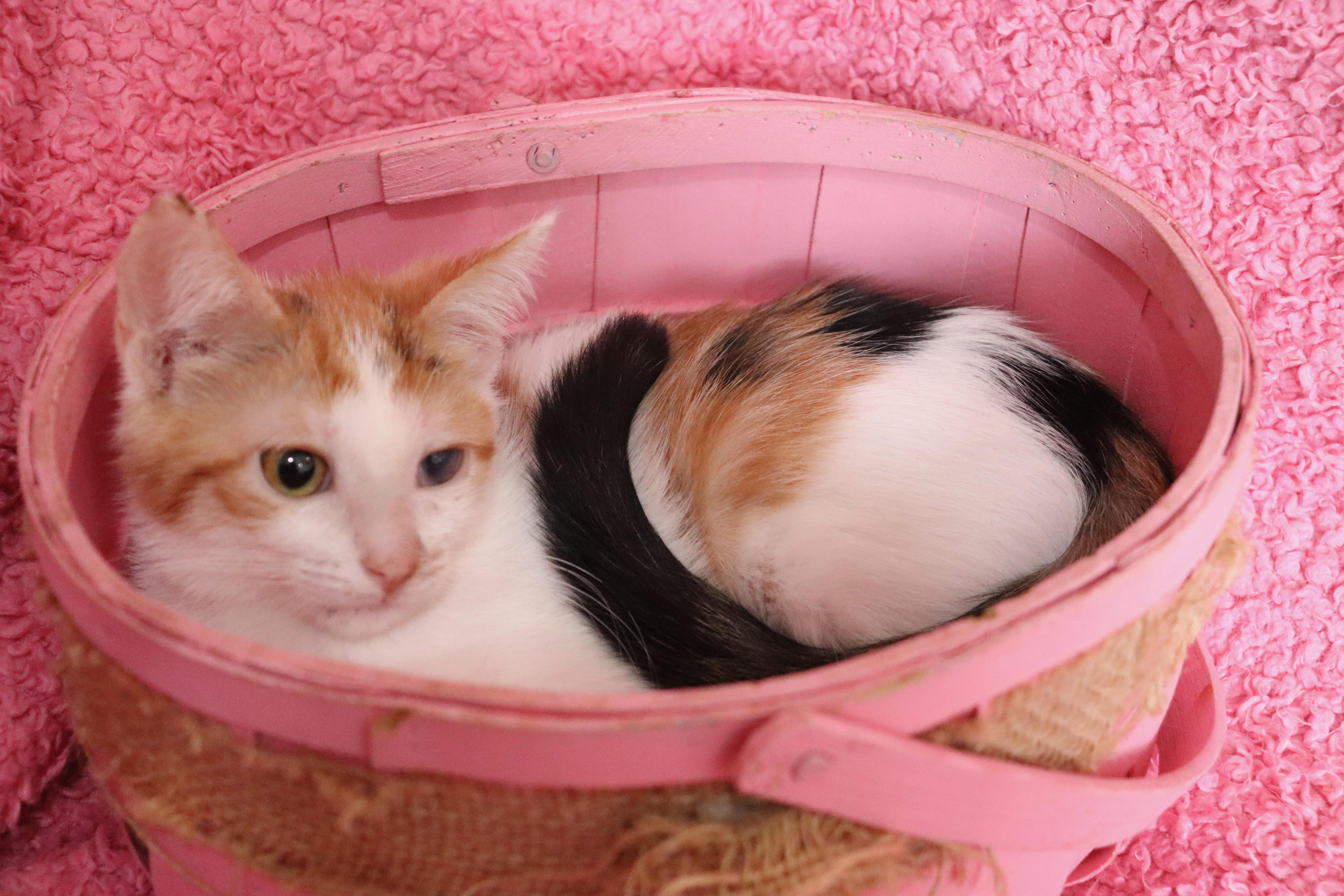 Guinevere thumbnail 4
