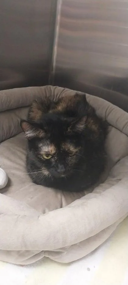 An adult small-sized female Domestic Short Hair cat named Scrappy for adoption in North Miami Beach, FL
