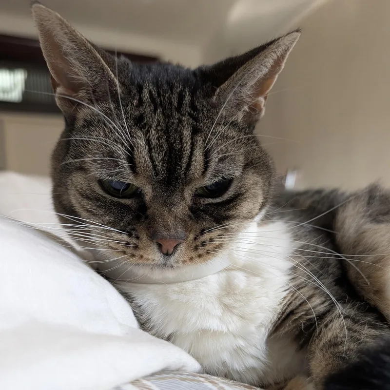 An adult medium-sized female Tabby (Buff / Tan / Fawn) American Shorthair cat named Cookie for adoption in New York, NY