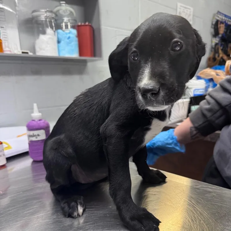 A baby small-sized female Black Mixed Breed dog named Lemonade for adoption in Summerville, SC