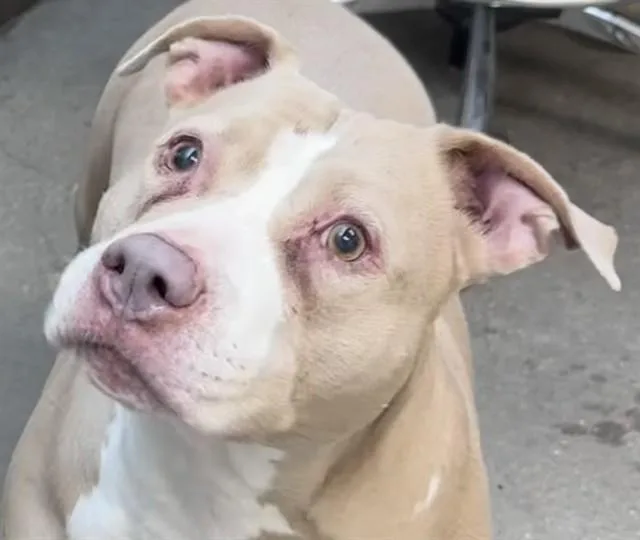 Frost Aka Rocky