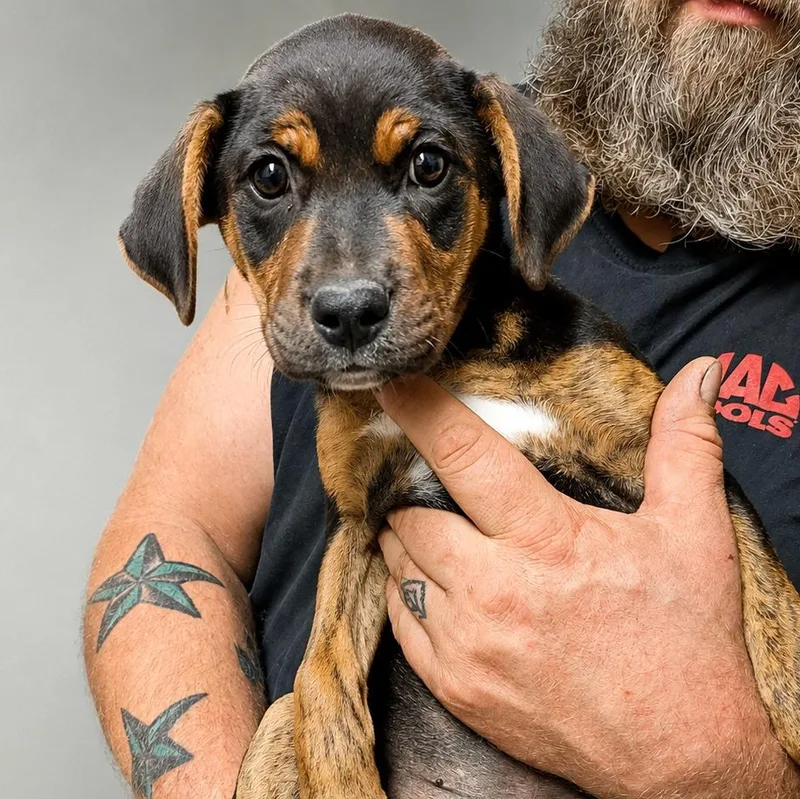 A baby large-sized male Black Mixed Breed dog named Hugh Hefner for adoption in Kenosha, WI