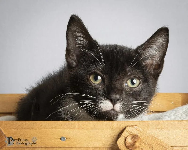 A young medium-sized female Black & White / Tuxedo Domestic Short Hair cat named Pepper for adoption in Maryville, TN