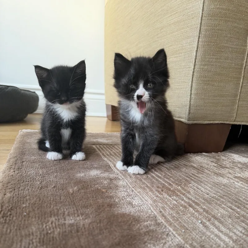 A baby small-sized male Black Domestic Short Hair cat named Duke for adoption in Middle Village, NY
