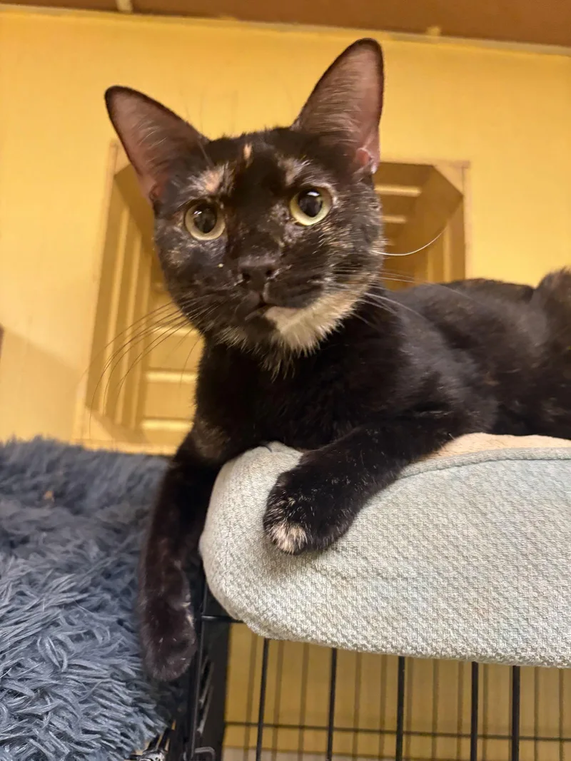 A young medium-sized female Domestic Short Hair cat named Piper for adoption in Jackson, MS