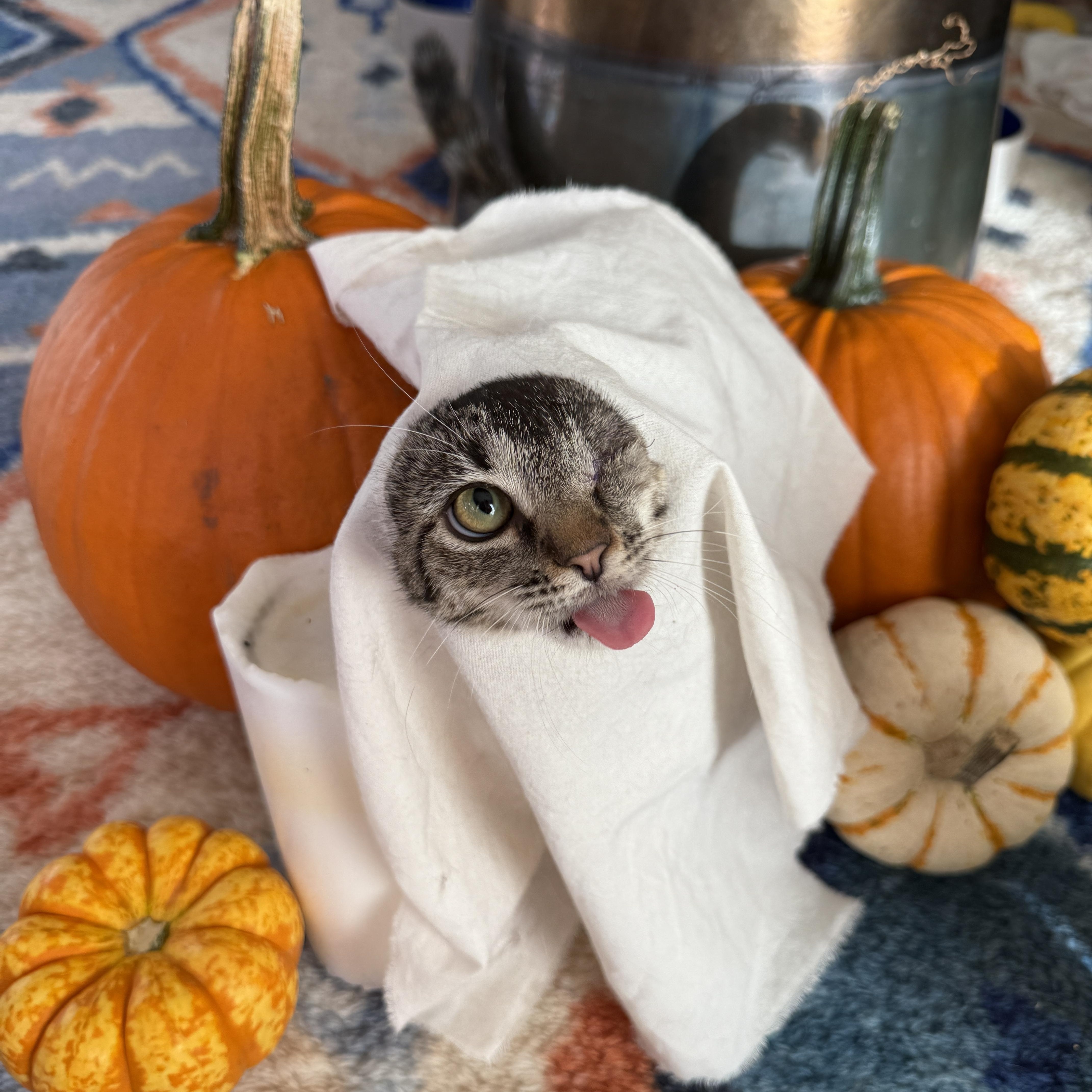 A baby medium-sized female Tabby (Brown / Chocolate) Domestic Short Hair cat named Patch for adoption in Brooklyn, NY