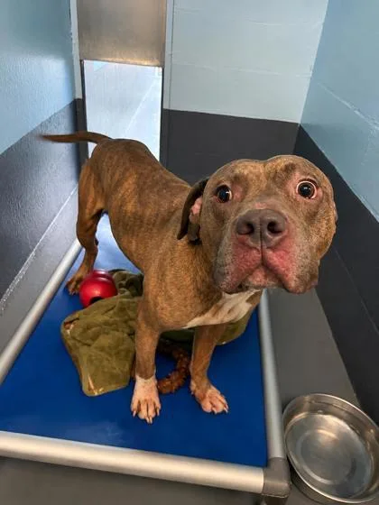 An adult large-sized male Pit Bull Terrier dog named Truffle for adoption in Daytona Beach, FL