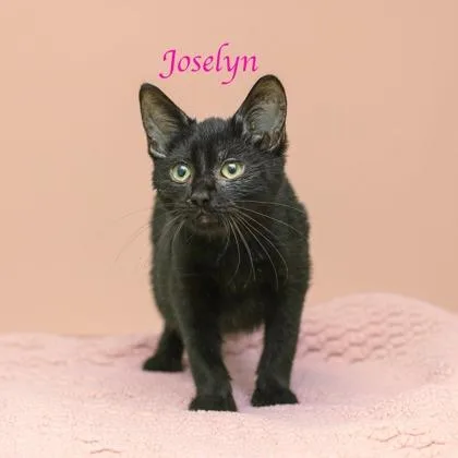 A baby small-sized female Domestic Short Hair cat named Joselyn for adoption in Parma, OH