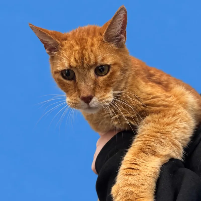 A senior medium-sized male Domestic Short Hair cat named Andy for adoption in Columbiana, AL