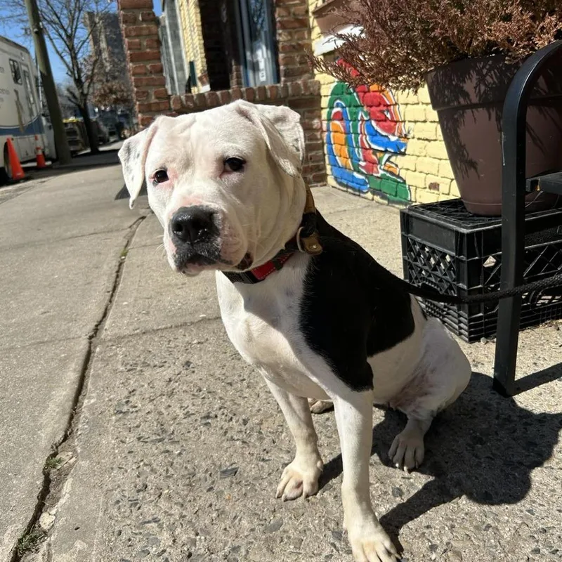 An adult small-sized female Pit Bull Terrier dog named Chloe for adoption in Newark, NJ
