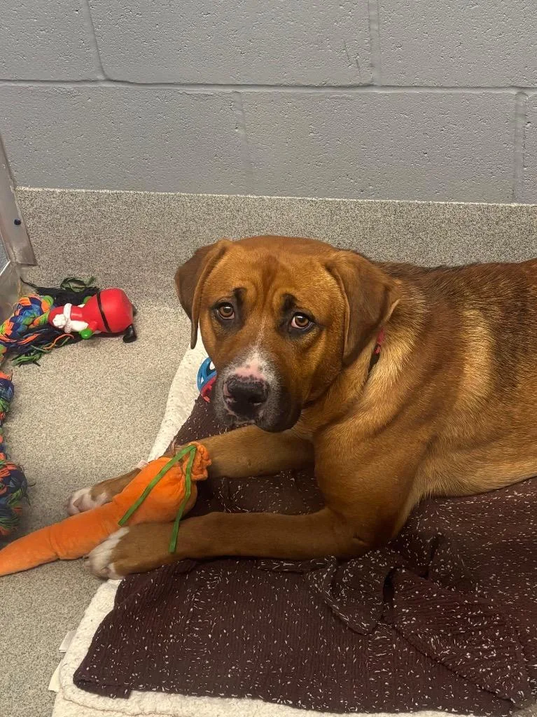 An adult medium-sized male Boxer dog named Briscoe for adoption in Bloomington, IN