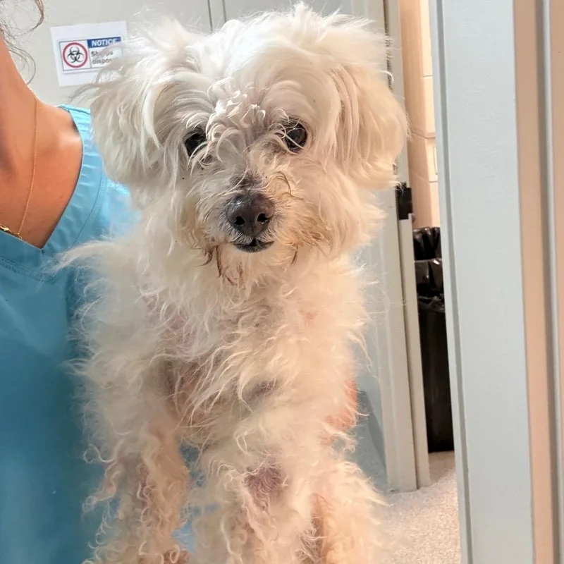 A senior small-sized male White / Cream Maltese dog named Dakota for adoption in Englewood, FL