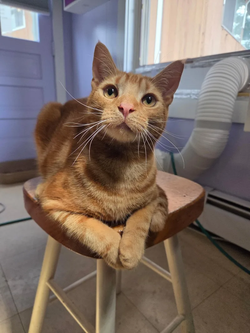 A baby medium-sized male Domestic Short Hair cat named Sonny D. for adoption in Warwick, RI