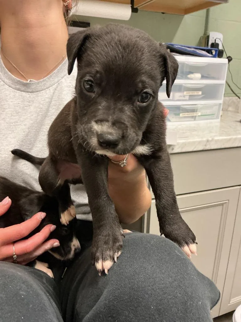 A baby small-sized male Pit Bull Terrier dog named Carson for adoption in Dyersburg, TN