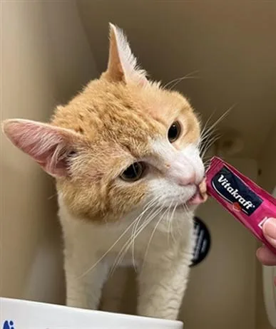 An adult medium-sized male Domestic Short Hair cat named Air Freshener for adoption in Louisville, KY