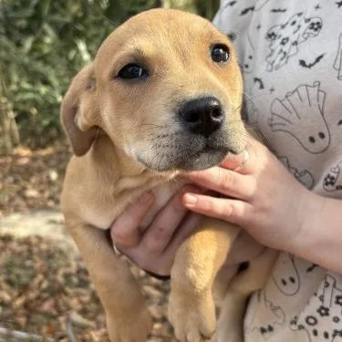 A young medium-sized female Brown / Chocolate Mixed Breed dog named Madame Morrible "maple" for adoption in QUINCY, FL