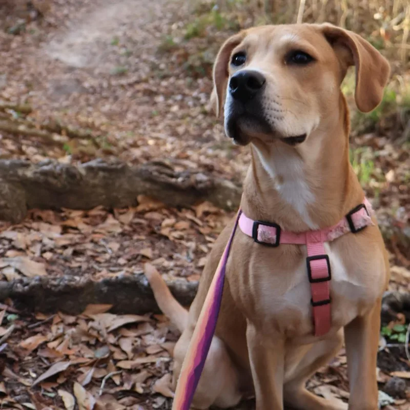 Madame Morrible "maple" thumbnail 2