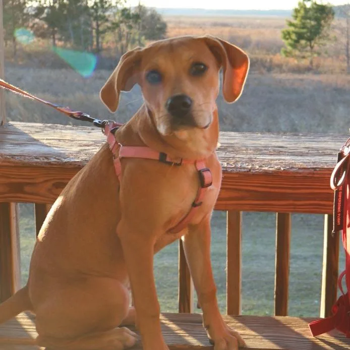 Madame Morrible "maple" thumbnail 3