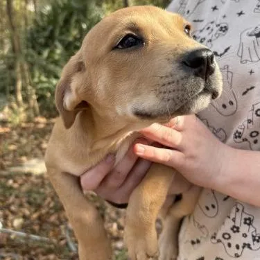 Madame Morrible "maple" thumbnail 4